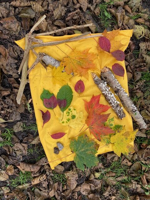 Die Wildkatze im Wald